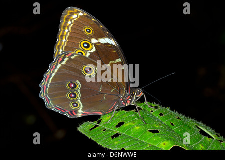 Morpho Schmetterling in Ruhe in den Regenwald Unterwuchs mit gefalteten Flügeln, Ecuador Stockfoto