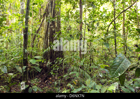 Großen Regenwald Baum hing mit Affe Leiter Liana (Bauhinia SP.), Ecuador Stockfoto