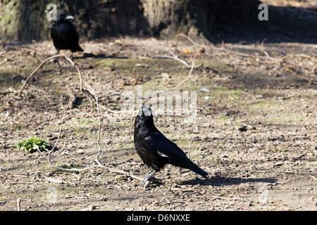 AAS-Krähe Corvus Corone Stand auf einem Feldweg in London Stockfoto