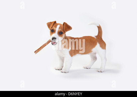 Jack Russell Terrier, Welpen, 9 Wochen / rawhide Knochen, Seite Stockfoto