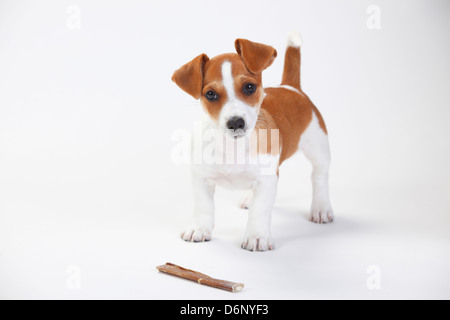 Jack Russell Terrier, Welpen, 9 Wochen / rawhide Knochen Stockfoto