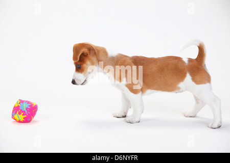 Jack Russell Terrier, Welpen, 9 Wochen, Blick auf Spielzeug / Seite Stockfoto