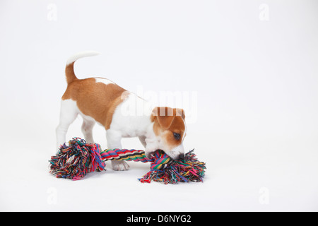 Jack Russell Terrier, Welpen, 9 Wochen / Spielzeug Stockfoto