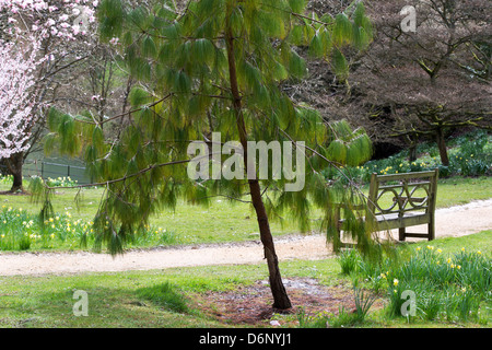 Jelicote Kiefer. Mexican Weeping Pine und Weg zündeten Arboretum, Gloucestershire, England Stockfoto