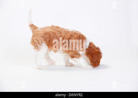 Cavalier King Charles Spaniel, Welpen, Blenheim, schnüffeln am Boden / Seite Stockfoto