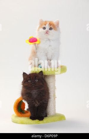 British Longhair Katze, Kätzchen, 8 Wochen, Black-Tortie und rot-weiß / Flachland, Highlander, Britanica, Spielzeug Stockfoto