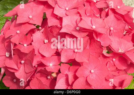 Hortensie blüht. Schließen Sie die Ansicht. Stockfoto