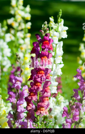 Löwenmaul Blumen. Schließen Sie die Ansicht. Stockfoto