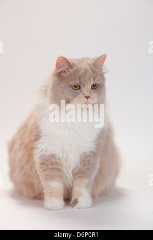 British Longhair Katze Lilac-Schildpatt-Weiß / Highlander, Flachland, Britanica Stockfoto