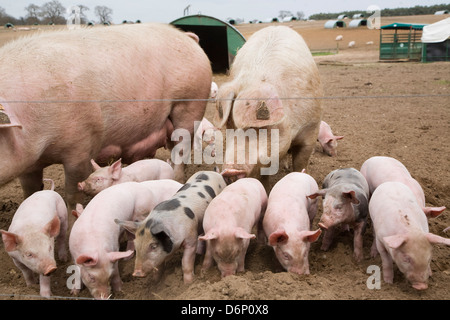 Sauen Ferkel Freilandhaltung Schweinehaltung Butley Suffolk Englabnd Stockfoto