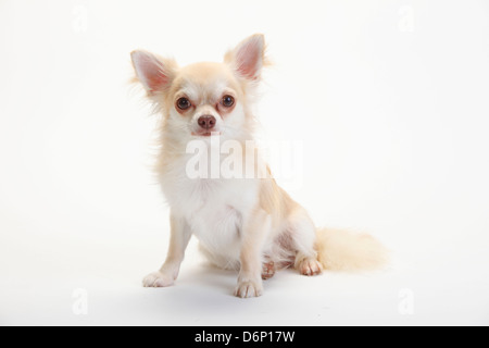 Chihuahua, Langhaar, Isabell | Chihuahua, Langhaarig, isabell Stockfoto