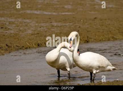 Zwei Schwäne im Balz Stockfoto