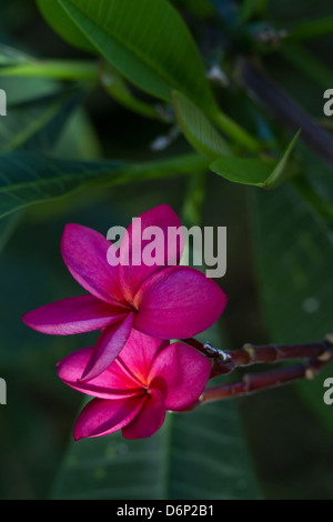 Plumeria oder Frangipani, 2 Knospen... Stockfoto