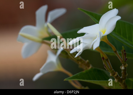 Singapur Plumeria, Seitenansicht... Stockfoto