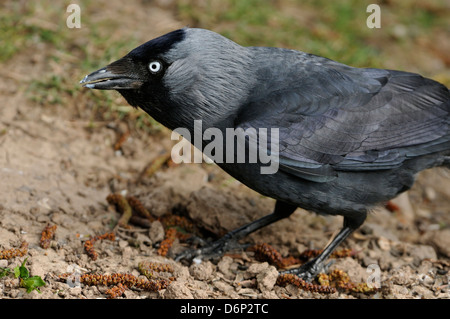 Eurasische Dohle - Corvus Monedula Fütterung auf dem Boden Stockfoto