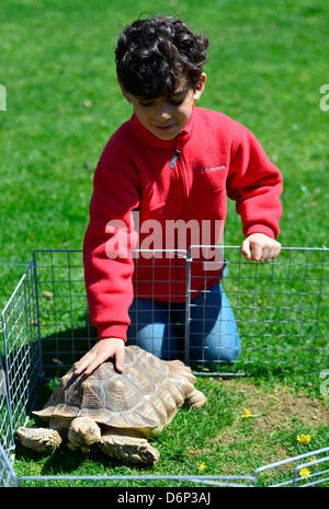 Roslyn Harbor, New York, USA. 21. April 2013. Ein kleiner Junge Haustiere bei feiern Earth Day im Nassau County Museum of Art eine große Schildkröte, eines der Tiere die Wissenschaft Museum von Long Island Hands on Science Activity Center gebracht. Stockfoto