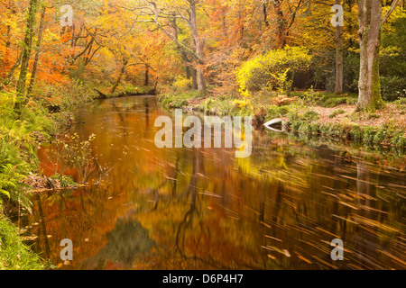 Herbstfärbung rund um den Fluß Teign und Hannicombe Wood in der Nähe von Fingle Bridge, Dartmoor National Park, Devon, England, UK Stockfoto