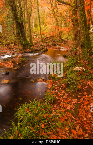 Herbstfärbung rund um den Fluß Teign und Hannicombe Wood in der Nähe von Fingle Bridge, Dartmoor National Park, Devon, England, UK Stockfoto