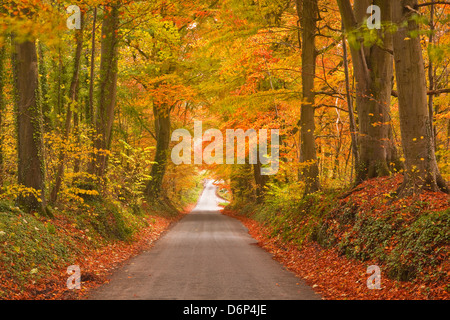 Herbstfarben in Buche auf dem Weg zur Turkdean im Cotswold, Gloucestershire, England, Vereinigtes Königreich, Europa Stockfoto