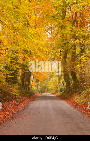 Herbstfarben in Buche auf dem Weg zur Turkdean im Cotswold, Gloucestershire, England, Vereinigtes Königreich, Europa Stockfoto