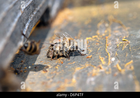 Biene nimmt eine tote Biene aus einem Bienenstock Stockfoto