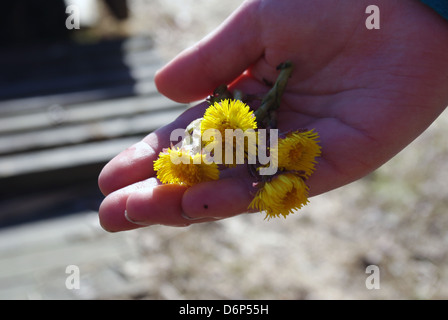 ein Kind hält Blumen Huflattich (Tussilago Farfara) im Frühjahr in Finnland. Stockfoto