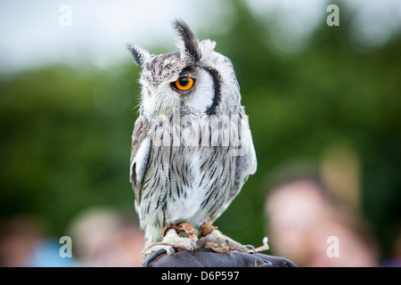 Südlichen White-faced Eule thront auf ein Falkner-Handschuh. Stockfoto