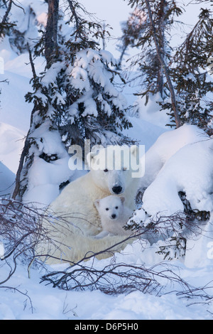 Eisbär (Ursus Maritimus) und Jungtiere, Wapusk-Nationalpark, Churchill, Hudson Bay, Manitoba, Kanada, Nordamerika Stockfoto