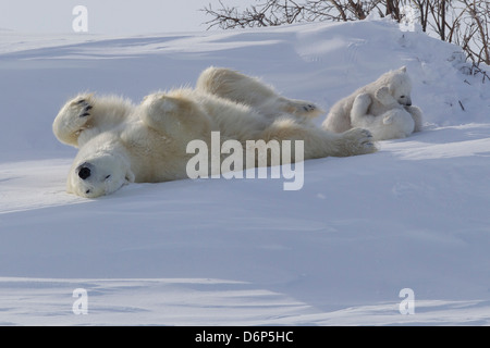 Eisbär (Ursus Maritimus) und Jungtiere, Wapusk-Nationalpark, Churchill, Hudson Bay, Manitoba, Kanada, Nordamerika Stockfoto