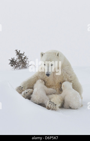 Eisbär (Ursus Maritimus) und Jungtiere, Wapusk-Nationalpark, Churchill, Hudson Bay, Manitoba, Kanada, Nordamerika Stockfoto