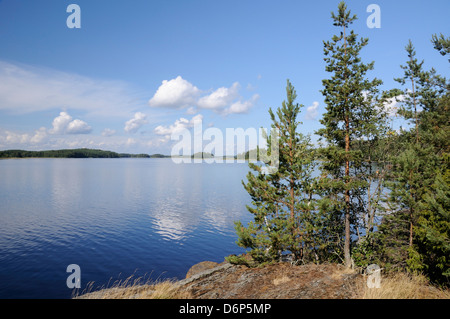 Junge Schotten Kiefern (Pinus Sylvestris) wachsen in der Nähe von felsigen Ufer von See Saimaa-See, in der Nähe von Savonlinna, Finnland, Skandinavien, Europa Stockfoto