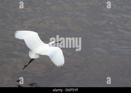 Seidenreiher (Egretta Garzetta) Tiefflug über die Tamsui Flussmündung, Tamsui (Danshui), Taiwan, Asien Stockfoto