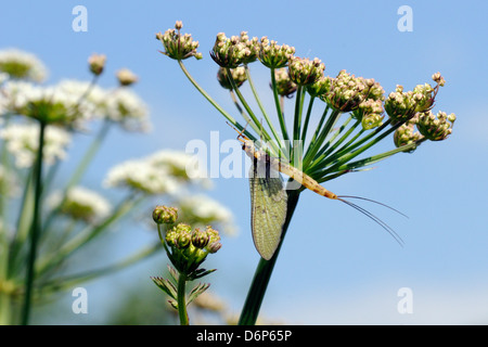 Grüne Drake Eintagsfliege (Ephemera Danica) neu entstanden an einem Flussufer Dolde Flowerhead im Mai, Wiltshire, England, UK Stockfoto