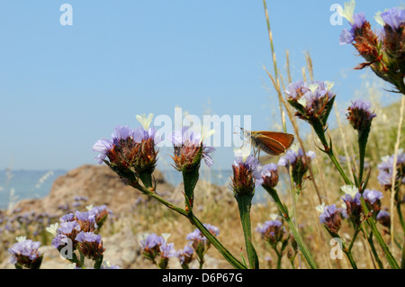 Kleine Skipper (Thymelicus Sylvestris) Fütterung von geflügelte Strandflieder Blume, Lesbos (Lesvos), griechische Inseln, Griechenland Stockfoto