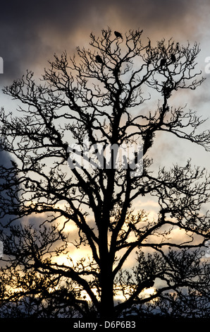 eine vertikale Komposition aus einem Baum Silhouette mit ein paar Krähen auf einem Sonnenuntergang Hintergrund. Stockfoto