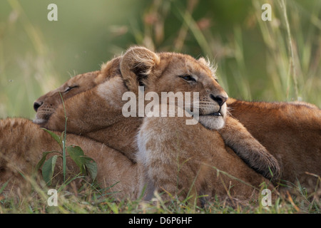 Löwenbabys (Panthera Leo), Marsh stolz auf Grünland, Maasai Mara (Masai Mara) Kenia, Afrika Stockfoto