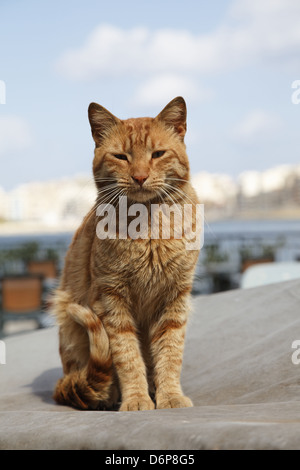 Malta, Valletta, Katze friedlich, harmonisch, Malta, Valletta, Katze Friedlich, Harmonisch, Stockfoto