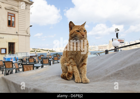 Malta, Valletta, Katze friedlich, harmonisch, Malta, Valletta, Katze Friedlich, Harmonisch, Stockfoto