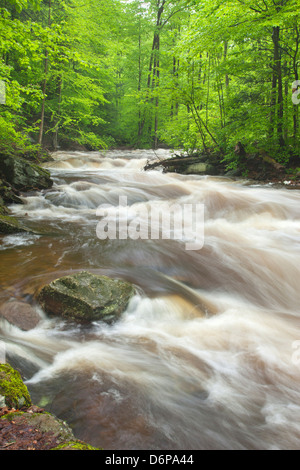 FRÜHLING TORRENT KÜCHE CREEK RICKETTS GLEN STATE PARK LUZERNE COUNTY PENNSYLVANIA USA Stockfoto