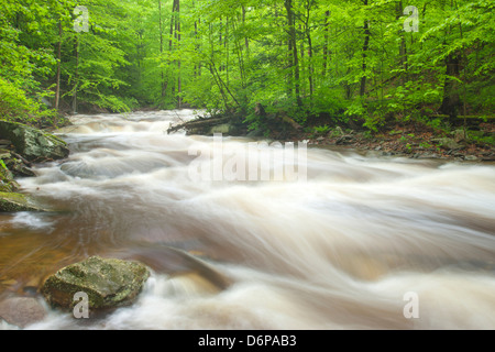 FRÜHLING TORRENT KÜCHE CREEK RICKETTS GLEN STATE PARK LUZERNE COUNTY PENNSYLVANIA USA Stockfoto