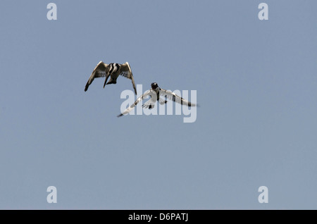 Pied Kingfisher (Ceryle Rudis) thront auf Post an Kotu Brücke Gambia Westafrika Stockfoto