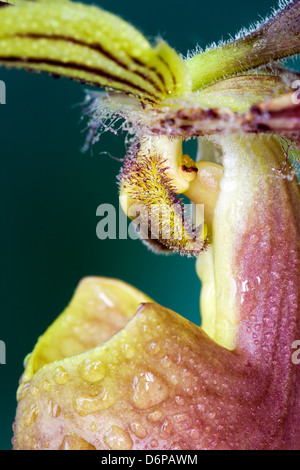 Extreme Nahaufnahme von einer Orchidee Stockfoto