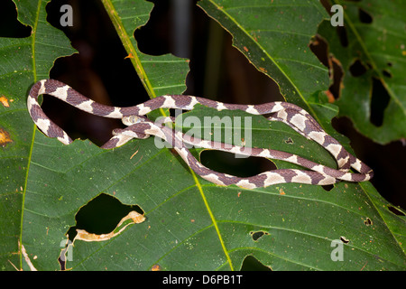 Blunthead Treesnake (Imantodes Cenchoa) aufgewickelt auf einem Blatt Regenwald in Ecuador Stockfoto