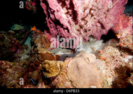 Gefleckte Muräne (Gymnothorax Moringa) schwimmen, Dominica, Karibik, Karibik, Mittelamerika Stockfoto