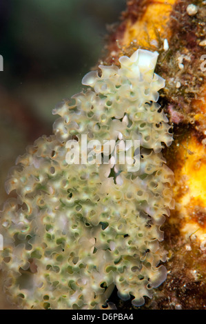 Salat-Meeresschnecke (Elysia Crispata), Dominica, West Indies, Karibik, Mittelamerika Stockfoto