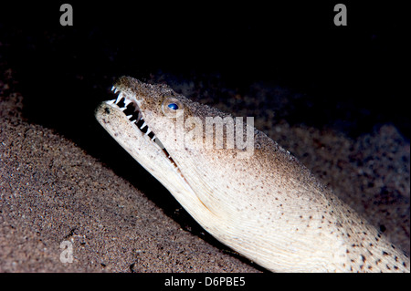 König entdeckt Schlangenaal (Ophichthus Ophis), Dominica, West Indies, Karibik, Mittelamerika Stockfoto