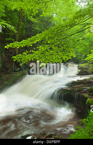 FRÜHLING TORRENT KÜCHE CREEK RICKETTS GLEN STATE PARK LUZERNE COUNTY PENNSYLVANIA USA Stockfoto