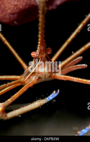 Yellowline Pfeil Krabbe (Stenorhynchus Seticornis), Dominica, West Indies, Karibik, Mittelamerika Stockfoto