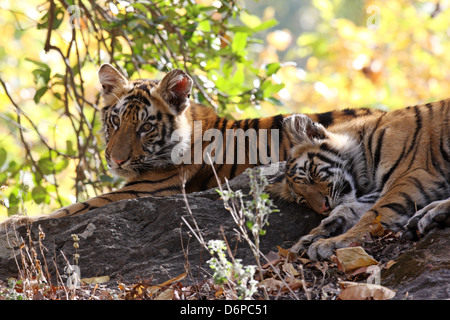 Bengal-Tiger (Panthera Tigris Tigris), Bandhavgarh National Park, Madhya Pradesh, Indien, Asien Stockfoto