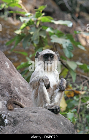 Graue Languren (Hanuman Languren) (Semnopithecus hector), Bandhavgarh National Park, Madhya Pradesh, Indien, Asien Stockfoto